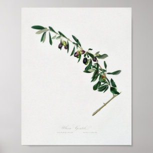 Vintage Botanical Illustration Poster