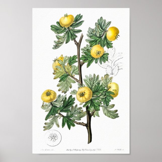 Vintage Botanical Illustration Poster (Front)