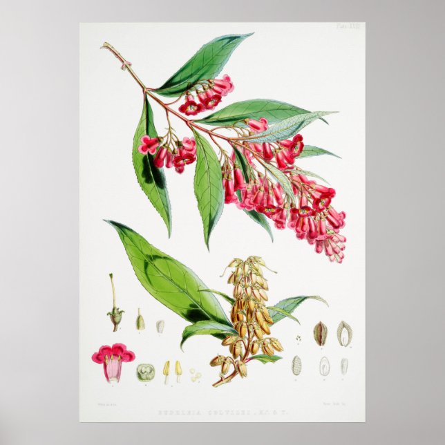 Vintage Botanical Illustration Poster (Front)