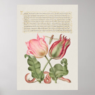 Vintage Botanical Illustration Poster