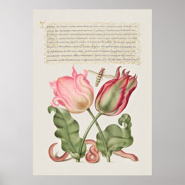 Vintage Botanical Illustration Poster (Front)