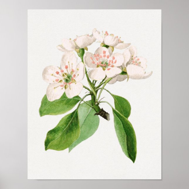 Vintage Botanical Illustration Poster (Front)