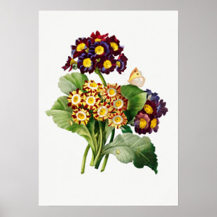 Vintage Botanical Illustration Poster