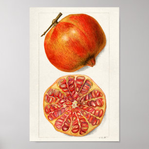 Vintage Botanical Illustration Poster