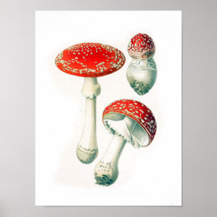 Vintage Botanical Illustration Poster