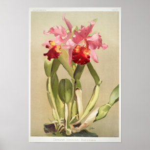 Vintage Botanical Illustration Poster