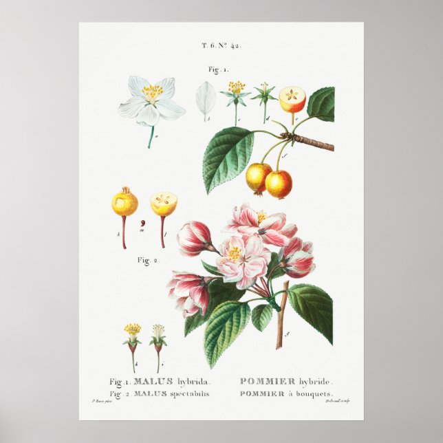 Vintage Botanical Illustration Poster (Front)