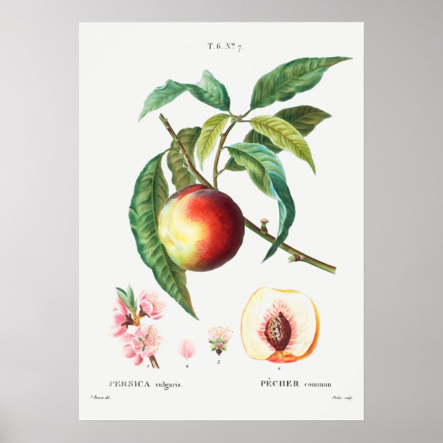 Vintage Botanical Illustration Poster (Front)
