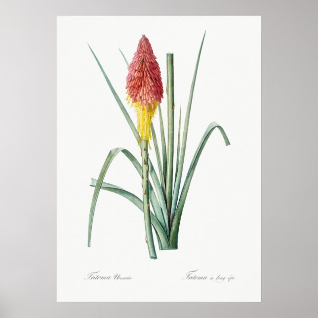 Vintage Botanical Illustration Poster (Front)
