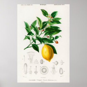 Vintage Botanical Illustration Poster