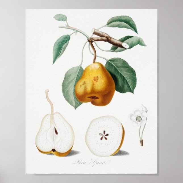 Vintage Botanical Illustration Poster (Front)