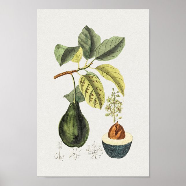 Vintage Botanical Illustration Poster (Front)