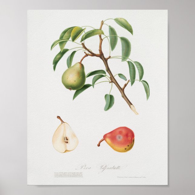 Vintage Botanical Illustration Poster (Front)