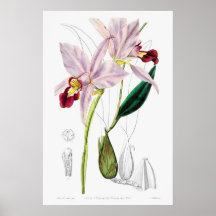 Vintage Botanical Illustration