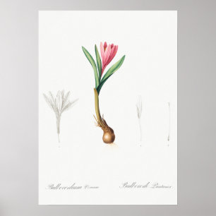Vintage Botanical Illustration Poster