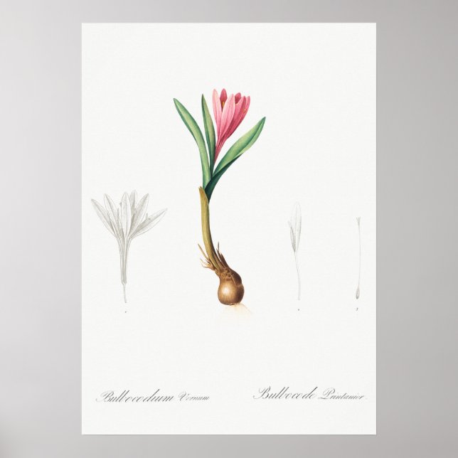 Vintage Botanical Illustration Poster (Front)