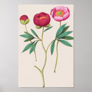 Vintage Botanical Illustration Poster