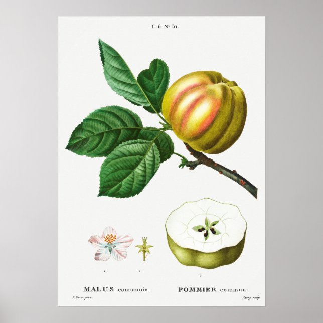Vintage Botanical Illustration Poster (Front)