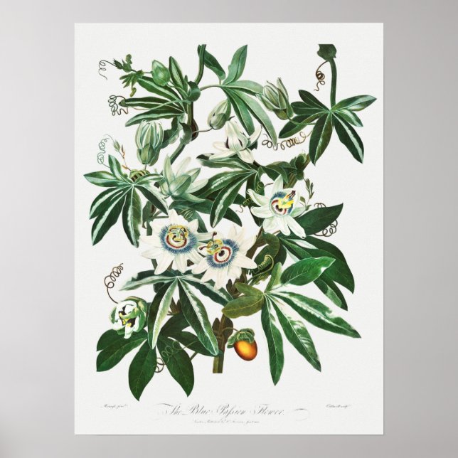 Vintage Botanical Illustration Poster (Front)