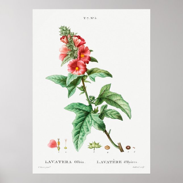 Vintage Botanical Illustration Poster (Front)