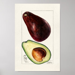 Vintage Botanical Illustration Poster
