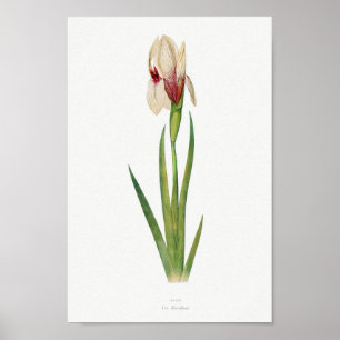 Vintage Botanical Illustration Poster