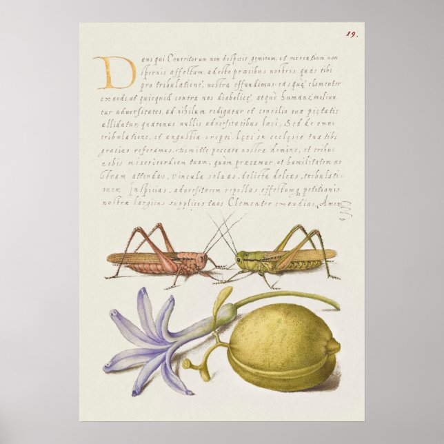 Vintage Botanical Illustration Poster (Front)
