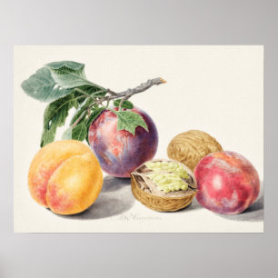 Vintage Botanical Illustration Poster