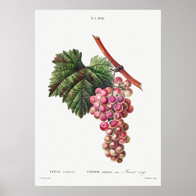 Vintage Botanical Illustration Poster (Front)