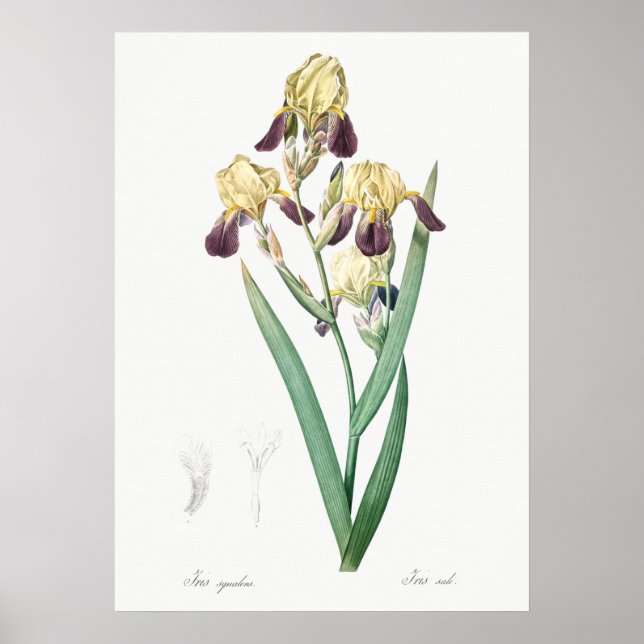 Vintage Botanical Illustration Poster (Front)