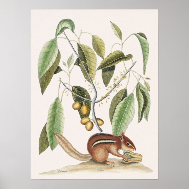 Vintage Botanical Illustration Poster (Front)