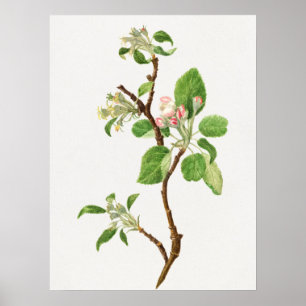 Vintage Botanical Illustration Poster
