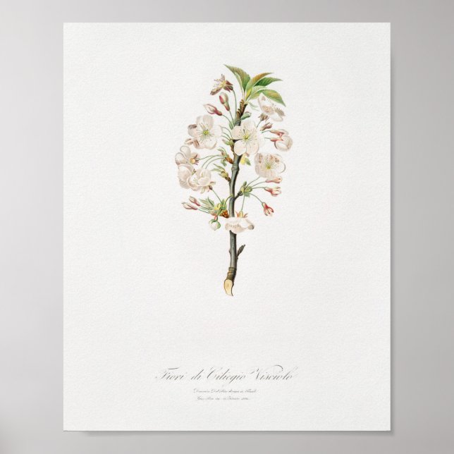 Vintage Botanical Illustration Poster (Front)