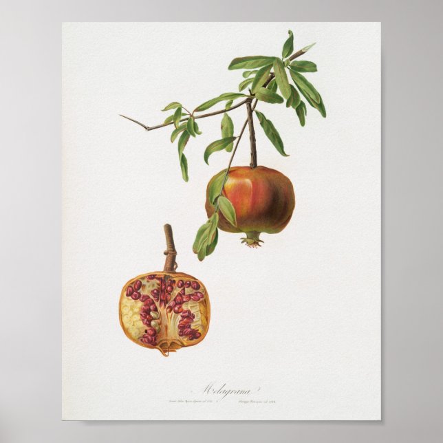 Vintage Botanical Illustration Poster (Front)