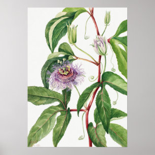 Vintage Botanical Illustration Poster
