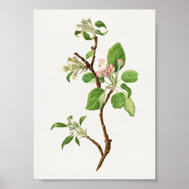Vintage Botanical Illustration Poster (Front)