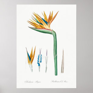 Vintage Botanical Illustration Poster