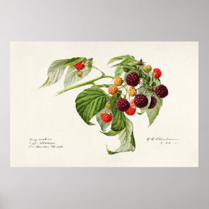 Vintage Botanical Illustration Poster