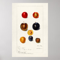 Vintage Botanical Illustration