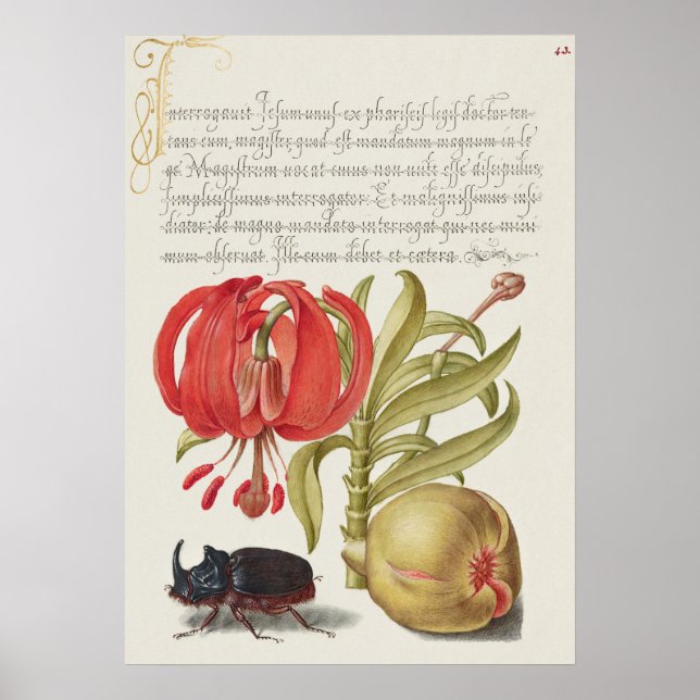 Vintage Botanical Illustration Poster (Front)