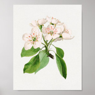 Vintage Botanical Illustration Poster