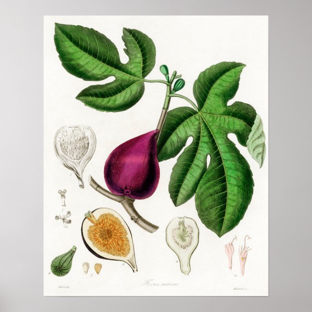 Vintage Botanical Illustration Poster (Front)