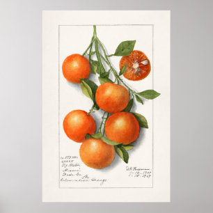 Vintage Botanical Illustration Poster