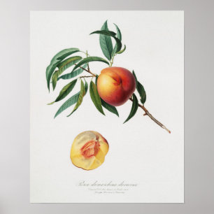 Vintage Botanical Illustration Poster