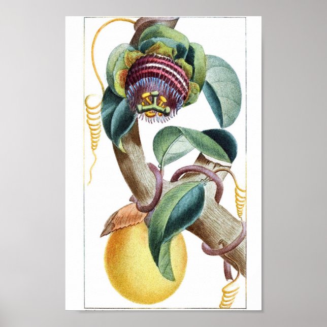 Vintage Botanical Illustration Poster (Front)