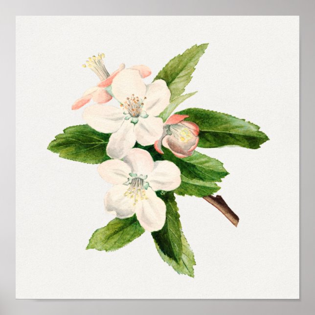 Vintage Botanical Illustration Poster (Front)