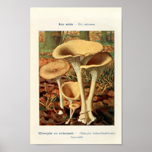 Vintage Botanical Illustration Poster