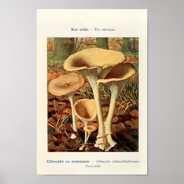 Vintage Botanical Illustration Poster (Front)