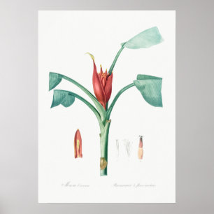 Vintage Botanical Illustration Poster