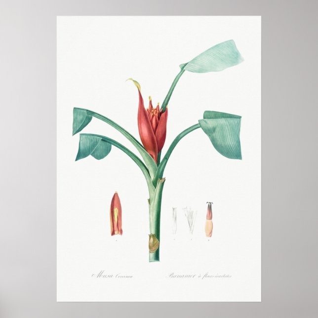Vintage Botanical Illustration Poster (Front)